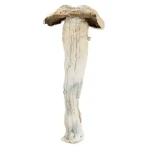 TeePee-mushroom-2